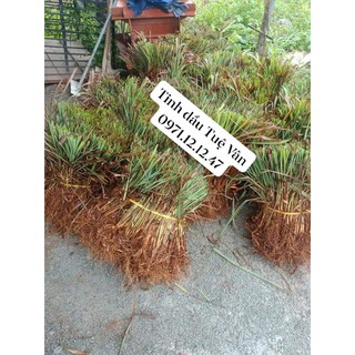 Tinh Dầu Sả Nguyên chất 100% - chai 100ml (Đuổi muỗi, xông nhà...) Đã có giấy test chất lượng