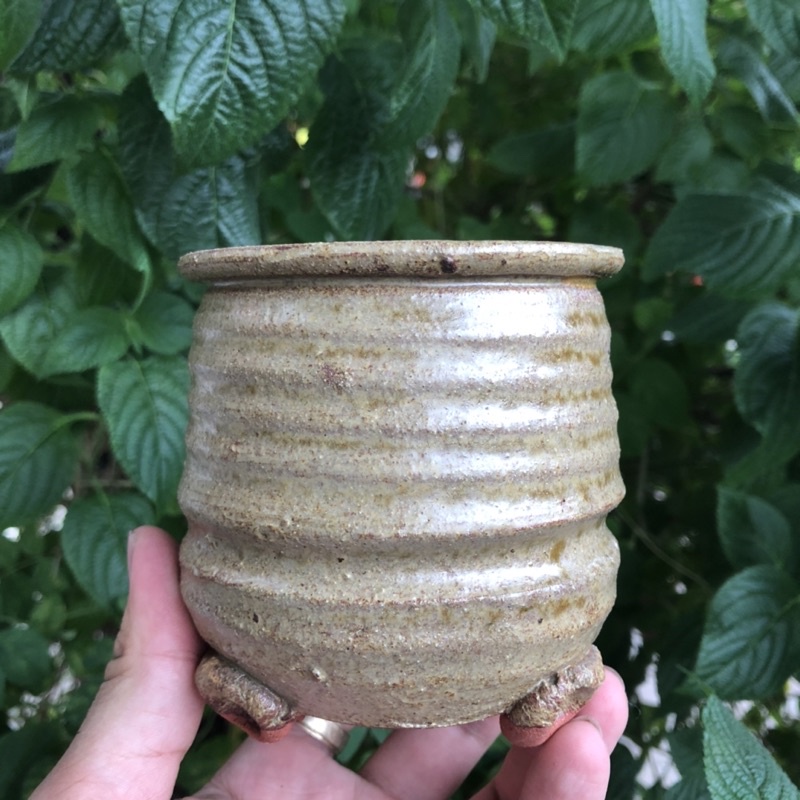 Chậu xuất Hàn trồng sen đá