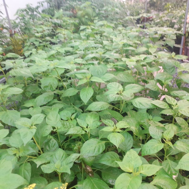 cây giống ớt peru (charapita)