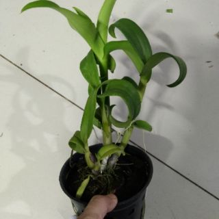 Denro lại cát mắt rồng