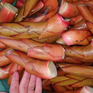 Mầm thảo quả tươi 2kg