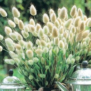 Hạt giống Cỏ đuôi thỏ Lucky Seeds