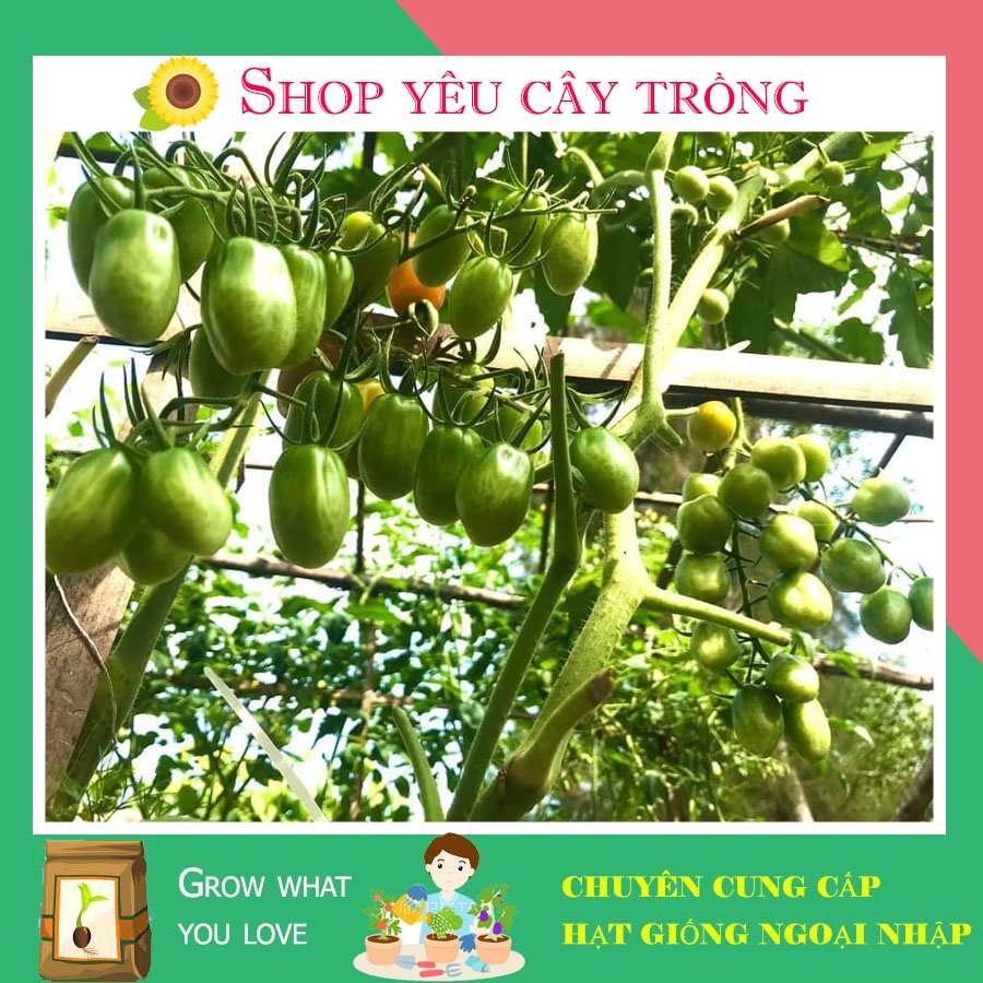 Hạt giống Cà Chua cherry trái cây Nova Mỹ  20 hạt sai quả, chịu nhiệt tốt