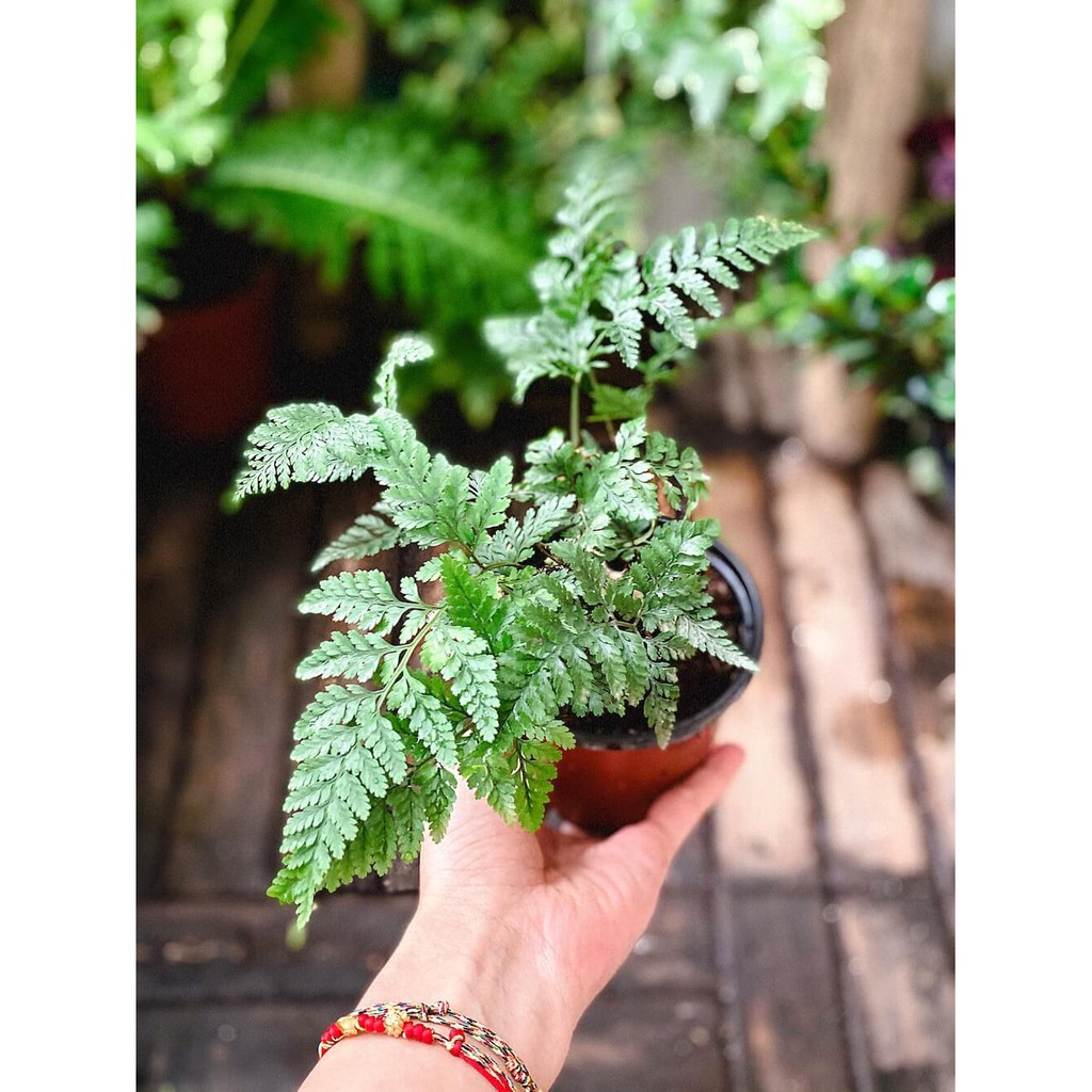 Cây Davallia tyermanii (Rabbit Foot’s Fern, Dương Xỉ Chân Thỏ) chậu nhựa