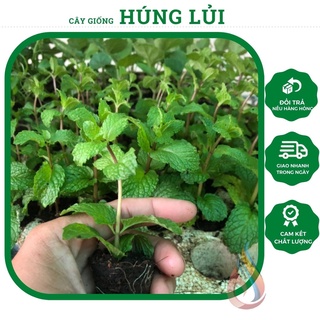 Cây rau giống Húng Lủi cây gia vị không thể thiếu của mọi nhà