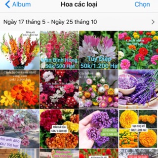 200k hạt giống