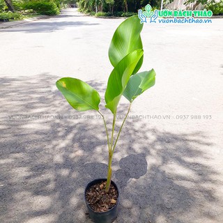 Cây dong bạc (dong lá bạc) trồng sân vườn