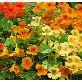 Hạt giống Hoa sen cạn nhiều màu