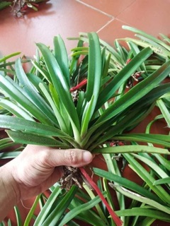 Lan đuôi chồn giống ( lan sóc ) - 1 cây