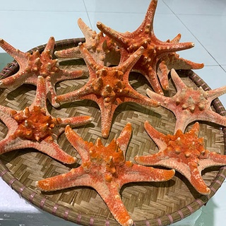 Sao biển khô
