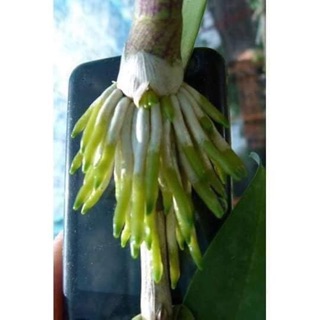Kích rễ Thái Exotic