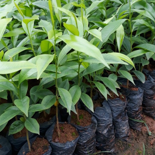 COBO 5 CÂY GIỐNG TRẦM HƯƠNG- có bán buôn bán sỉ