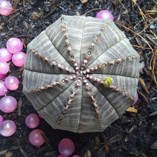 Euphor bóng chày- Euphorbia Obesa ( 2.1cm - 4.5cm) ( Vườn Xương rồng EXOTICACTUS )