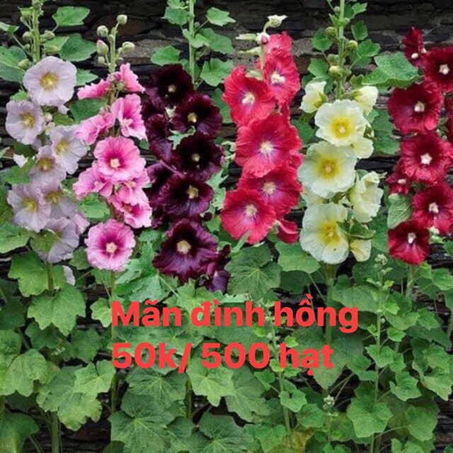 MÃN ĐÌNH HỒNG 25k/150 hạt - Vườn hoa nhà Mị