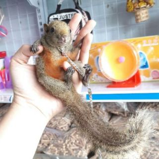 Dây xích trung, dành cho sóc đất, sóc bông baby