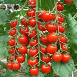 Cây giống cà chua thân gỗ f1