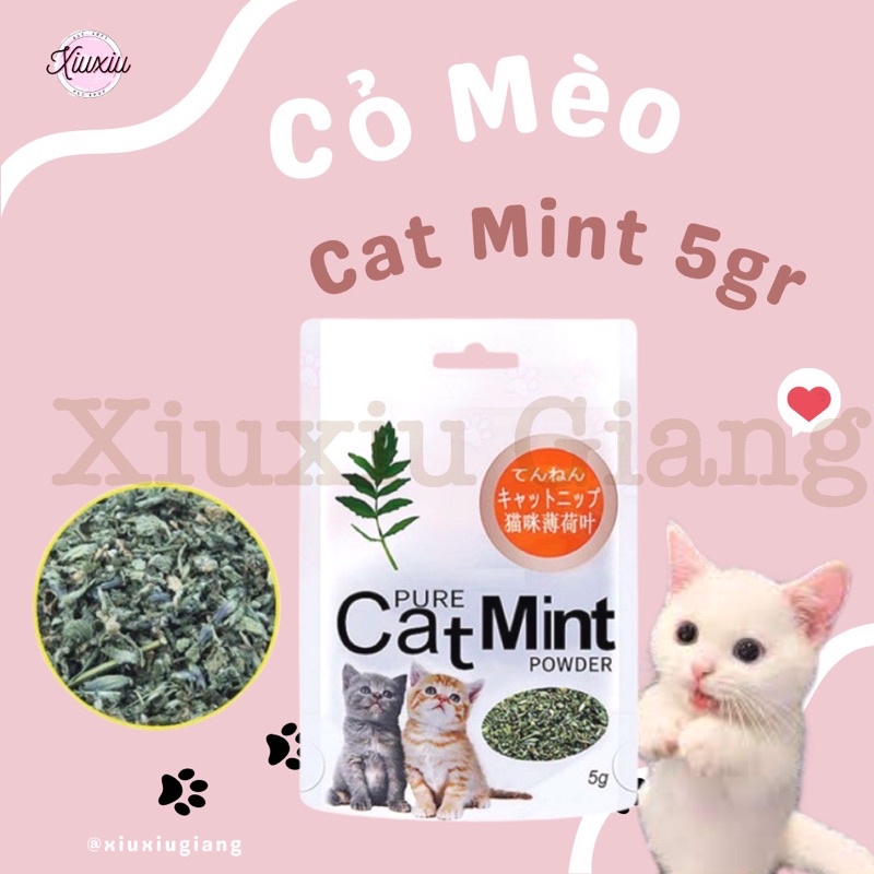 Cỏ Bạc Hà Cho Mèo Catnip/ Catmint - Xiuxiu Giang