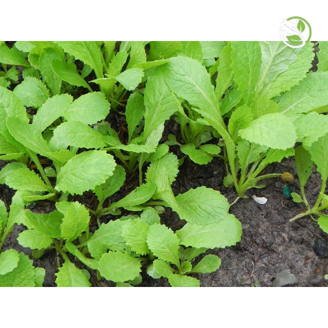 Hạt giống Cải Ăn Non Baby PN-912 Phú Nông - Gói 20g - Baby Leaf Mustard