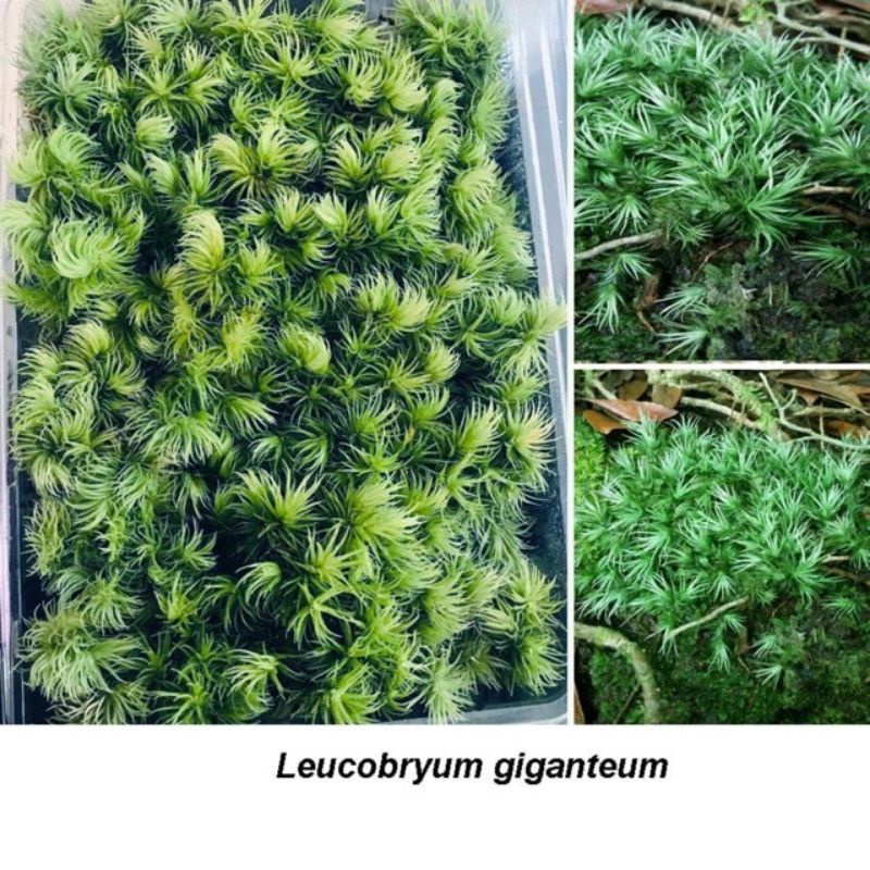 Rêu Giganteum hộp 10x15cm