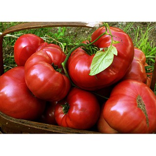 Hạt giống Cà chua khổng lổ Marglobe Heirloom Tomato