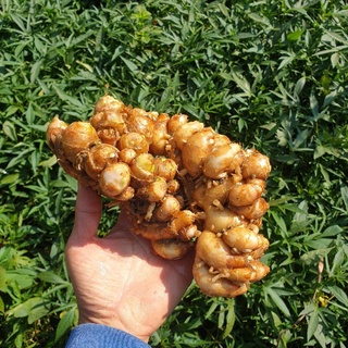 Địa Liền 1kg tươi