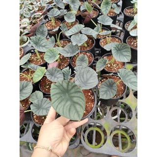 Alocasia Nebula