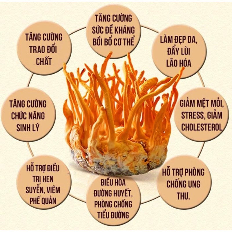 ĐÔNG TRÙNG HẠ THẢO HÀN QUỐC HỘP 10 VIÊN
