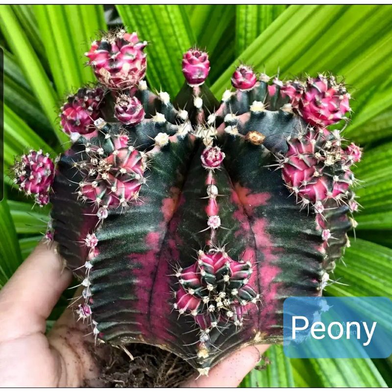 Gói 100 hạt xương rồng Gym Peony