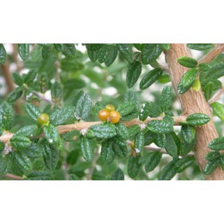 Cây hàm hương (cây giống)