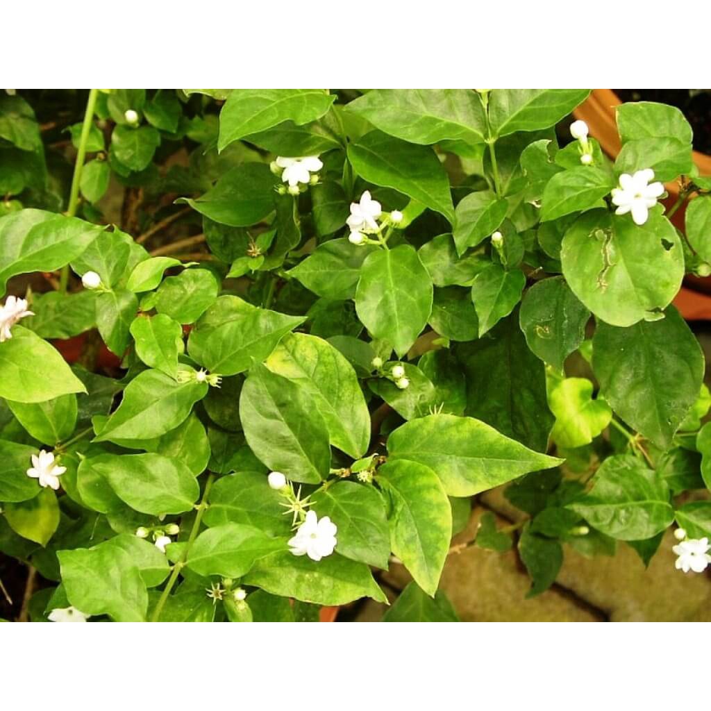 Cây Jasminum sambac Arabian (Nhài Ả Rập, cực kỳ thơm) chậu nhựa 10cm