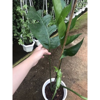 <GIÁ RẺ NHẤT>Chậu Trầu Bà Epipremnum pinnatum- sz trung