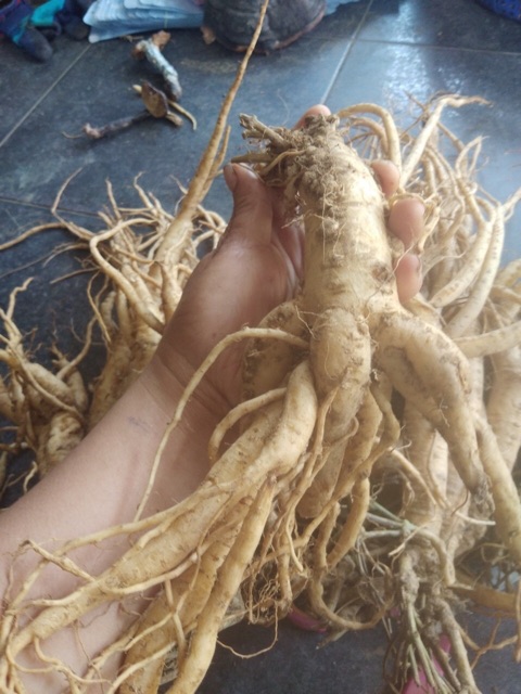 🍁👌1 ký SÂM DÂY Ngọc linh 🌿💕⭐️