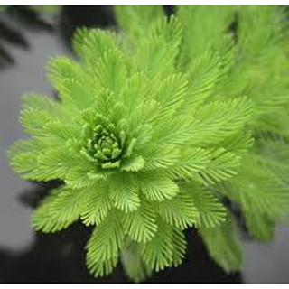 Cây Thủy Sinh Xương Cá