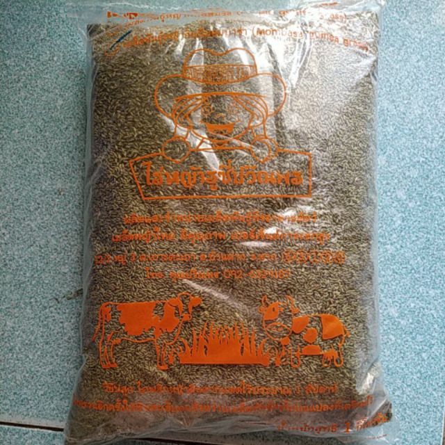 Hạt giống cỏ Mombasa ghine - cỏ sả lá lớn ( gói 1000g)