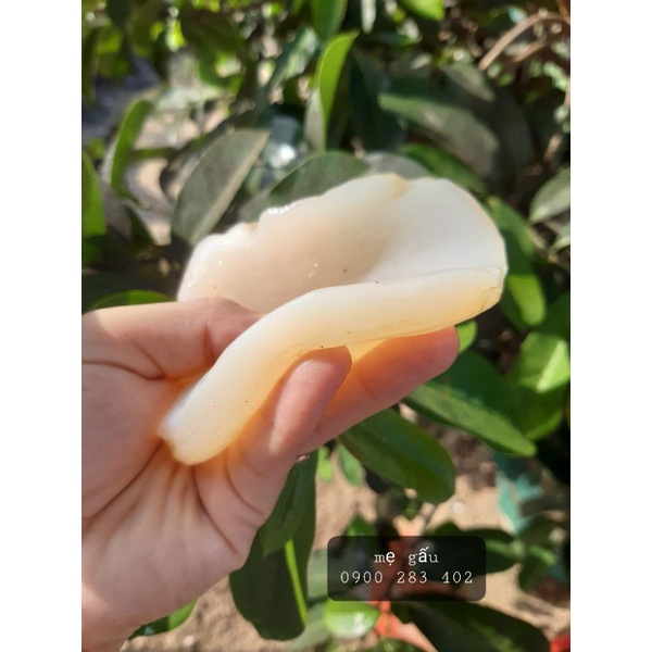 Con giống SCOBY - Nấm men Kombucha