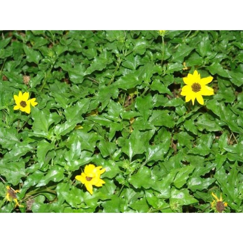 Cây Sài Đất khô 1kg hàng loại 1