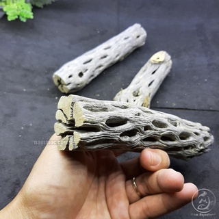 Lũa Cholla - Lũa Xương Rồng Chuyên Cho Tép Cảnh