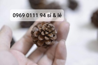 Set 100 quả thông khô
