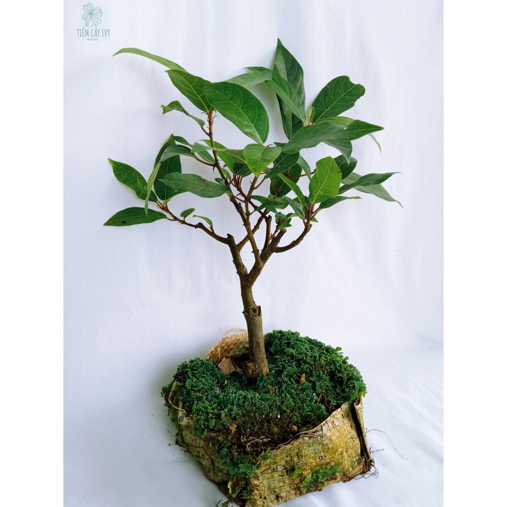 Cây sung mini bonsai trồng trong chậu nhỏ để bàn