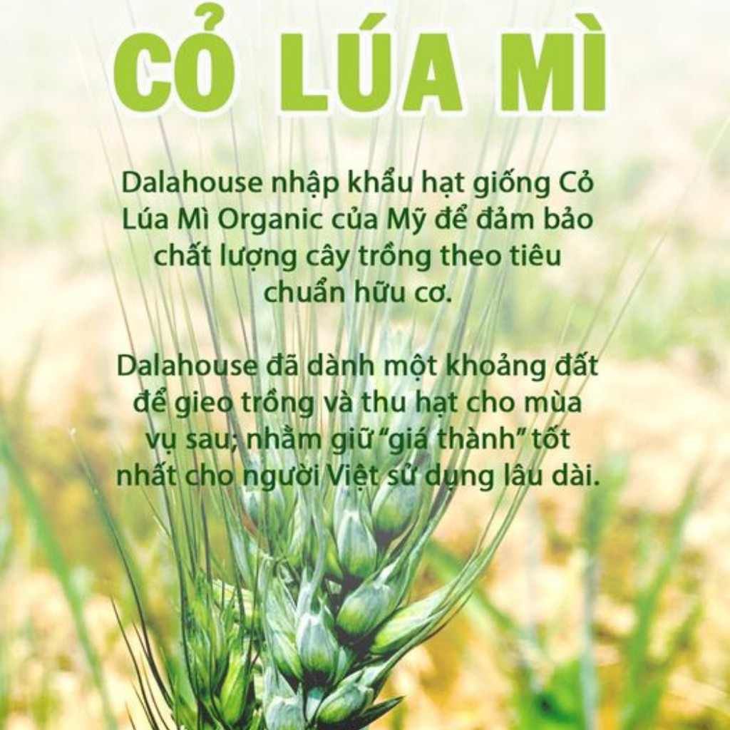 Bột Cỏ Lúa Mì Sấy Lạnh Dalahouse 60g (20 gói * 3g)