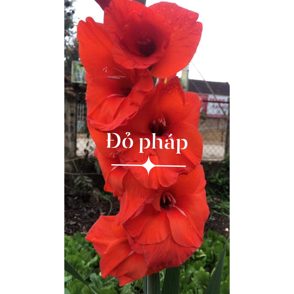 Sét 10 củ giống hoa lay ơn hoa màu đỏ