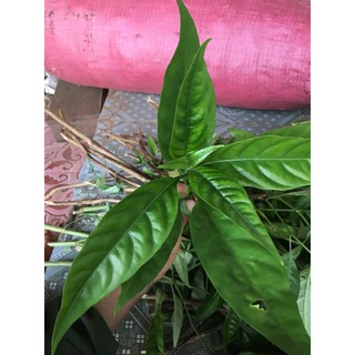Cây giống hoàn ngọc