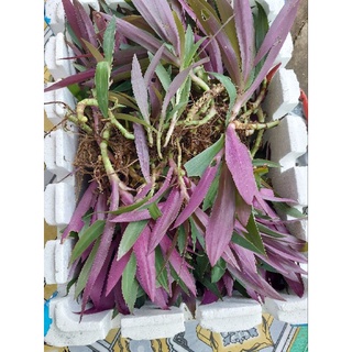 30 cây sò huyết