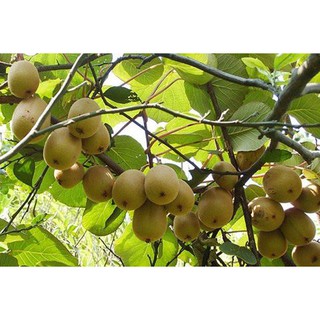 Hạt giống Kiwi 30 hạt