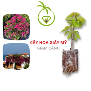 Cây Hoa Giấy Con Giống Mỹ | Cành Giâm Cao 20 - 40cm - Rễ Tua Tủa  - Bầu Ổn Định - Thân Giâm To - Sức Sống Cao