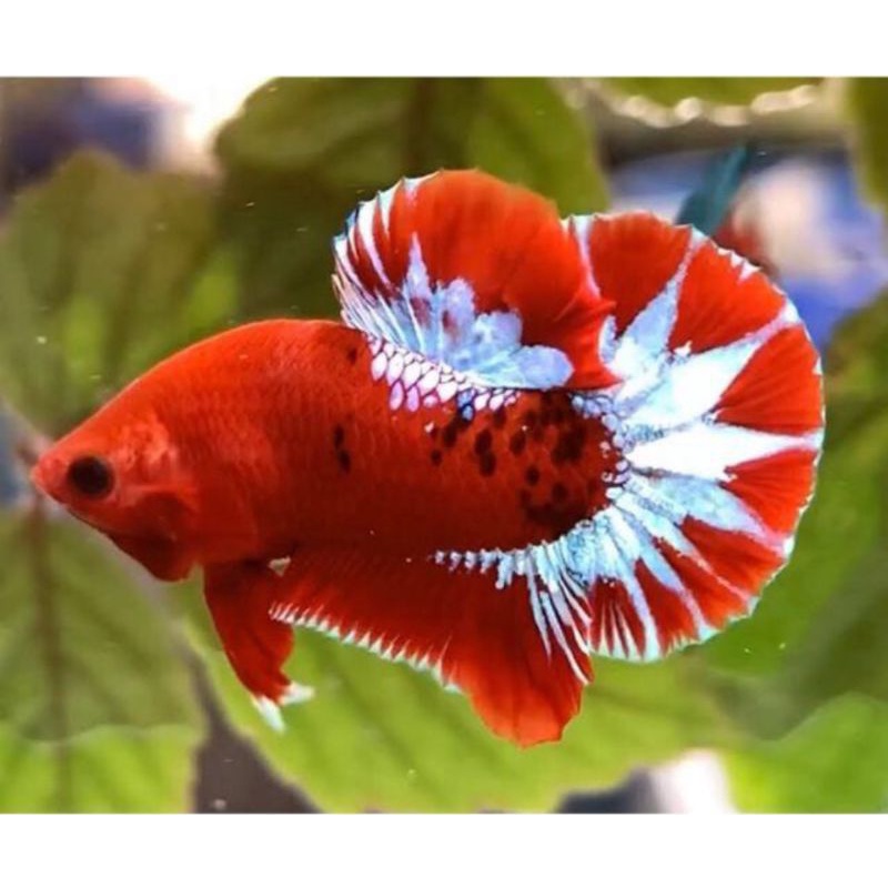 Cá betta KOI GLX Siêu Đẹp size vừa-1Con trống tặng thức ăn