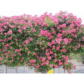 HẠT GIỐNG HOA HỒNG LEO PHÁP