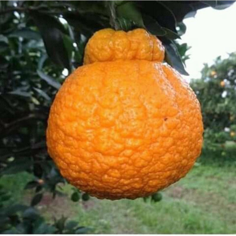 Cây Quýt Úc Không Hạt