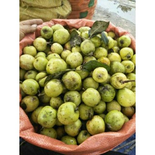 5kg táo mèo tươi