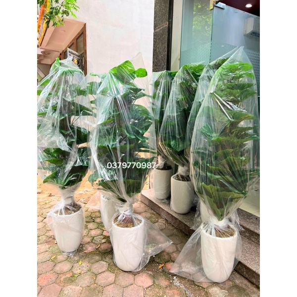 Cây Trầu Bà Cột Giả Cao 1M6 thân to, lá dày đẹp hàng loại 1, trang trí nhà cửa, quán cafe, nhà hàng